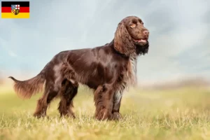 Read more about the article Field Spaniel tenyésztők és kölykök Saarlandban