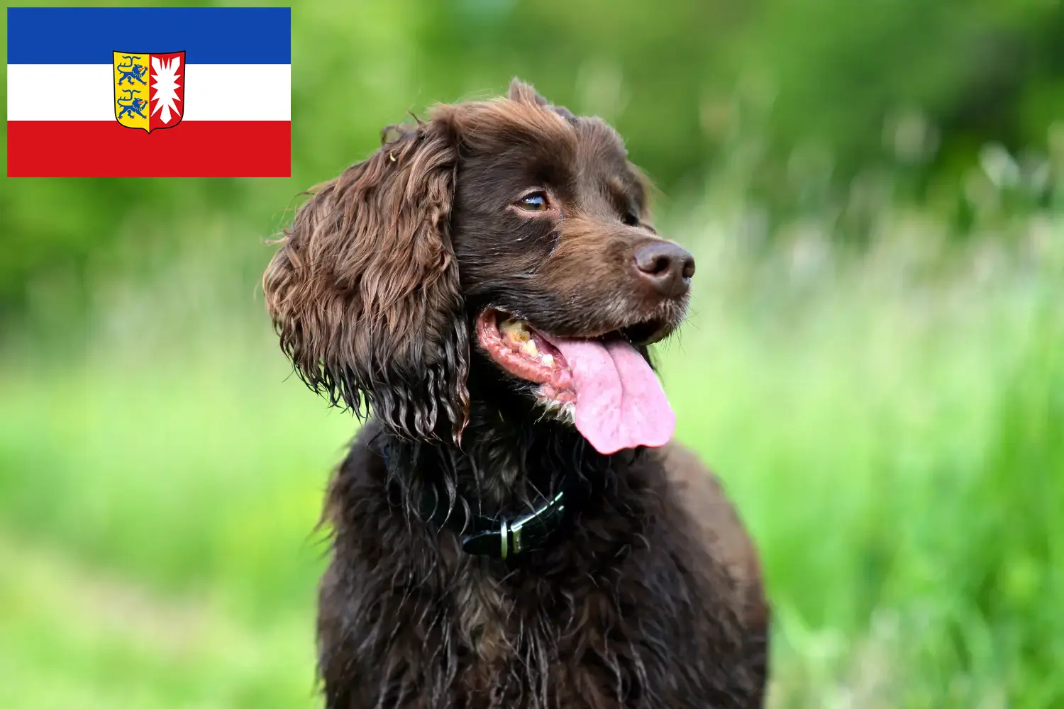 Read more about the article Field Spaniel tenyésztők és kölyökkutyák Schleswig-Holstein tartományban