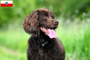 Read more about the article Field Spaniel tenyésztők és kölykök Türingiában