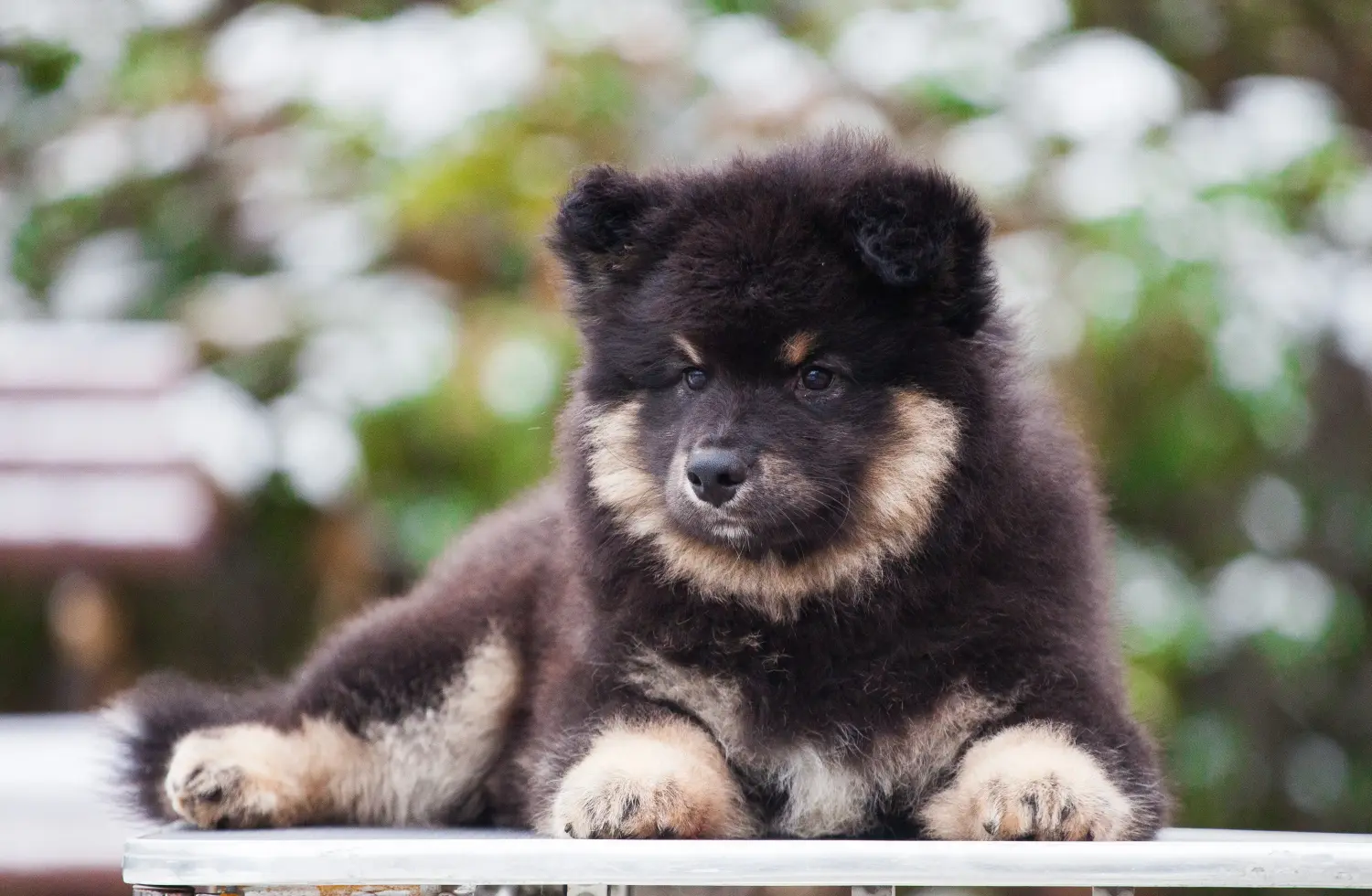 Egy finn lapphund kölyökkutya megvásárlása felelősségvállalást jelent! Vásároljon finn lapphund kiskutyákat.