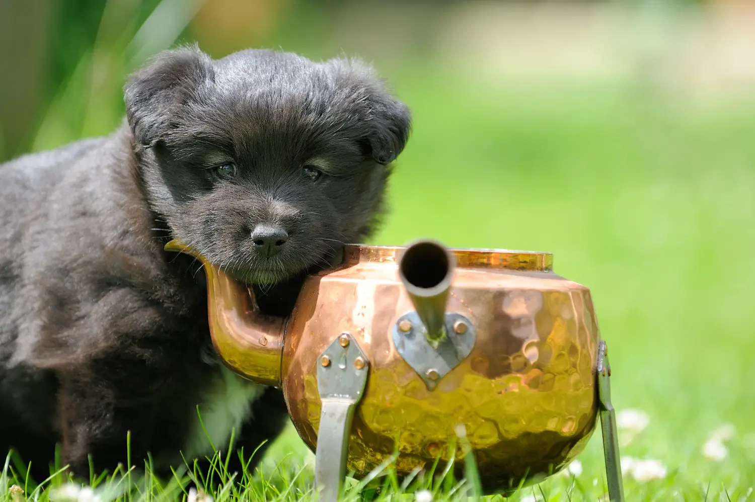 Egy finn lapphund kölyökkutya megvásárlása felelősségvállalást jelent! Vásároljon finn lapphund kiskutyákat.