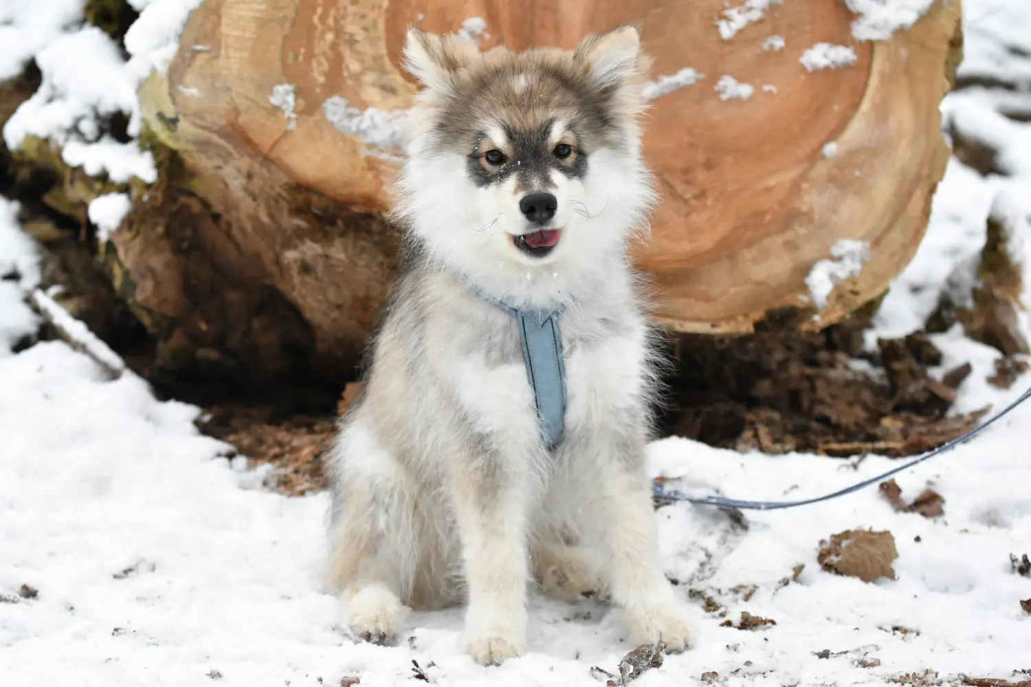 Egy finn lapphund kölyökkutya megvásárlása felelősségvállalást jelent! Vásároljon finn lapphund kiskutyákat.
