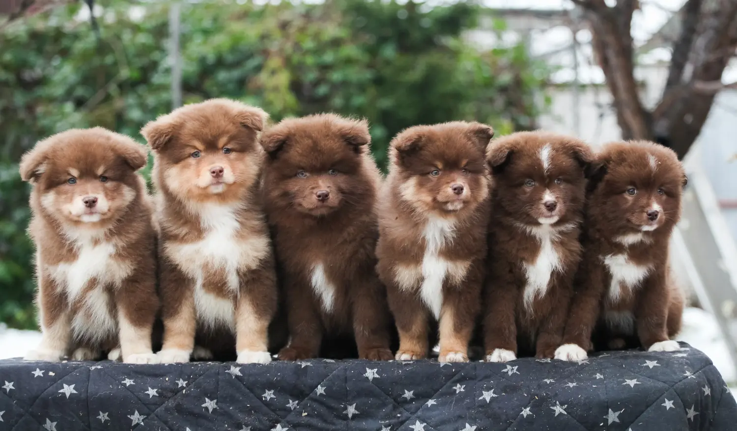 Egy finn lapphund kölyökkutya megvásárlása felelősségvállalást jelent! Vásároljon finn lapphund kiskutyákat.