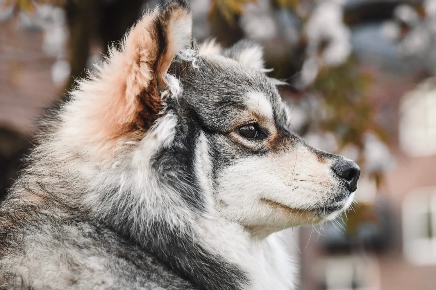 Egy finn lapphund kölyökkutya megvásárlása felelősségvállalást jelent! Vásároljon finn lapphund kiskutyákat.