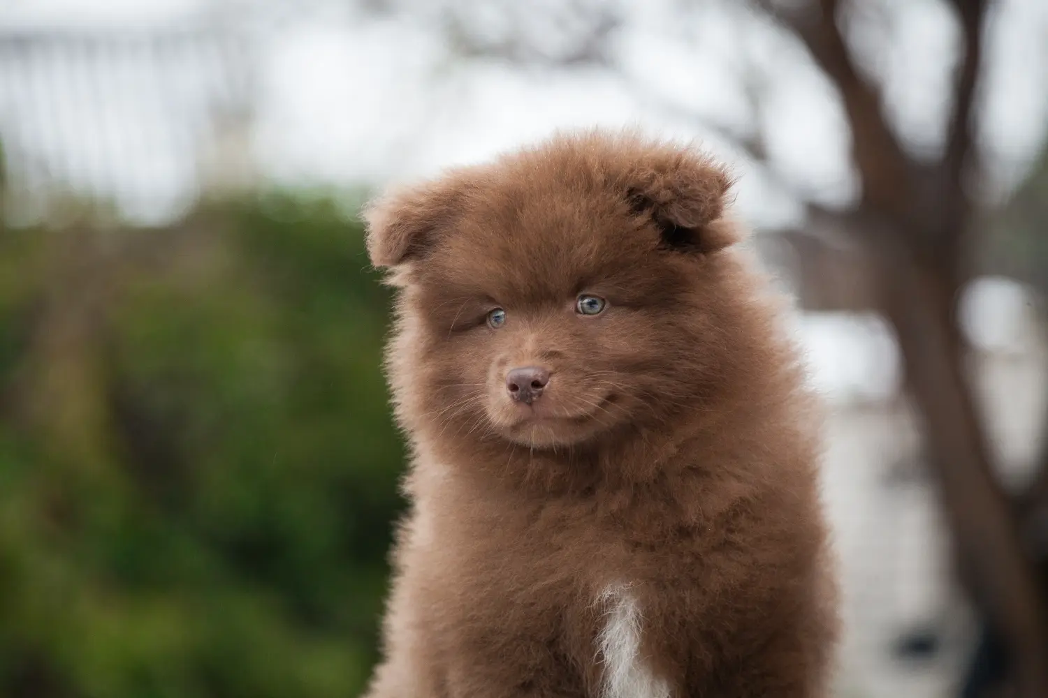 Egy finn lapphund kölyökkutya megvásárlása felelősségvállalást jelent! Vásároljon finn lapphund kiskutyákat.