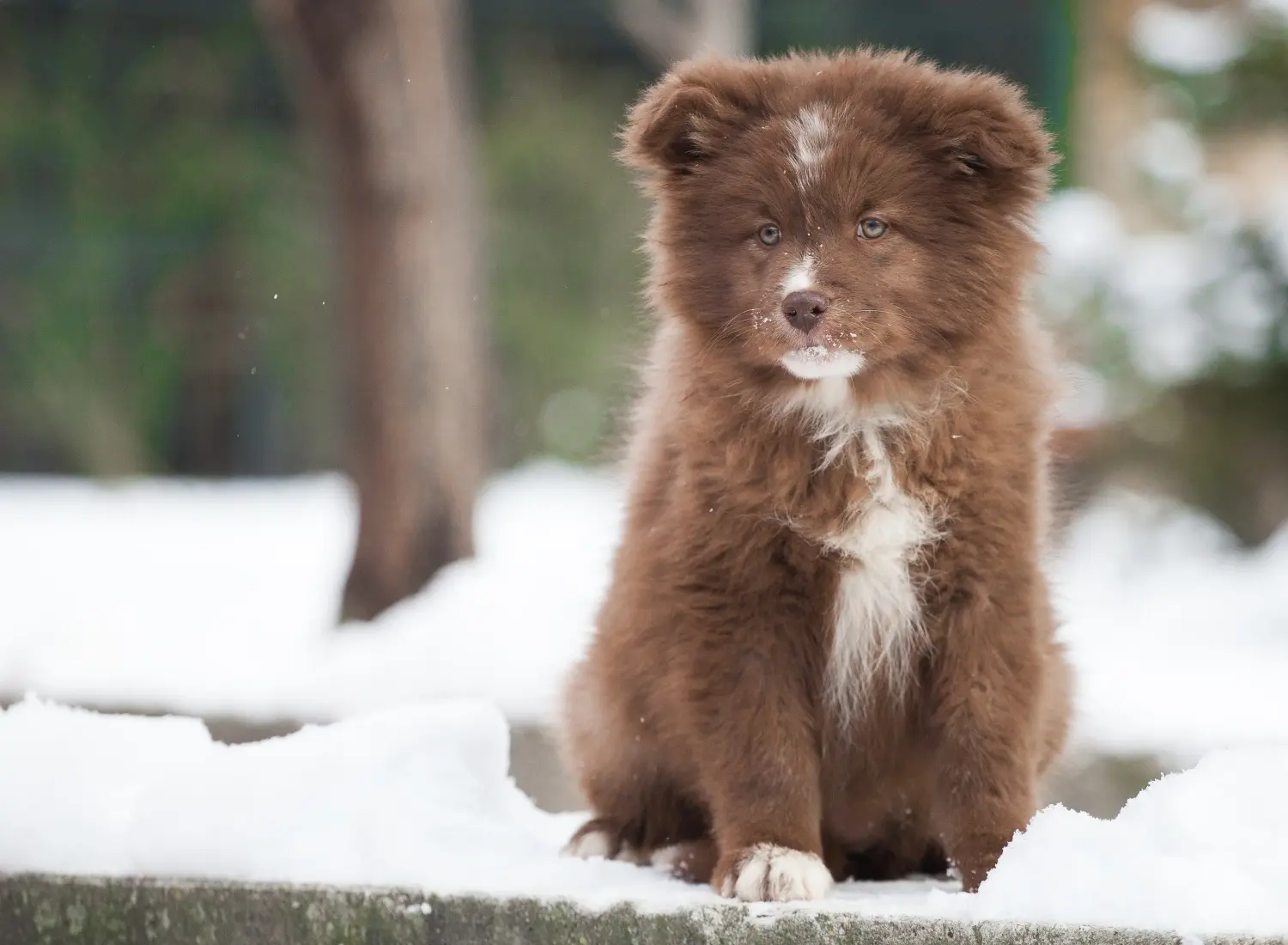 Egy finn lapphund kölyökkutya megvásárlása felelősségvállalást jelent! Vásároljon finn lapphund kiskutyákat.