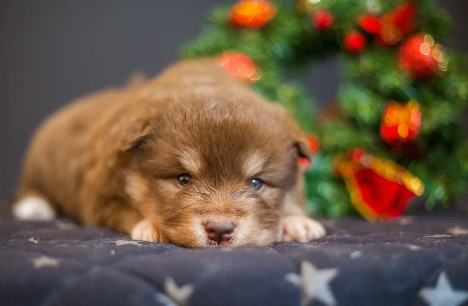 Egy finn lapphund kölyökkutya megvásárlása felelősségvállalást jelent! Vásároljon finn lapphund kiskutyákat.