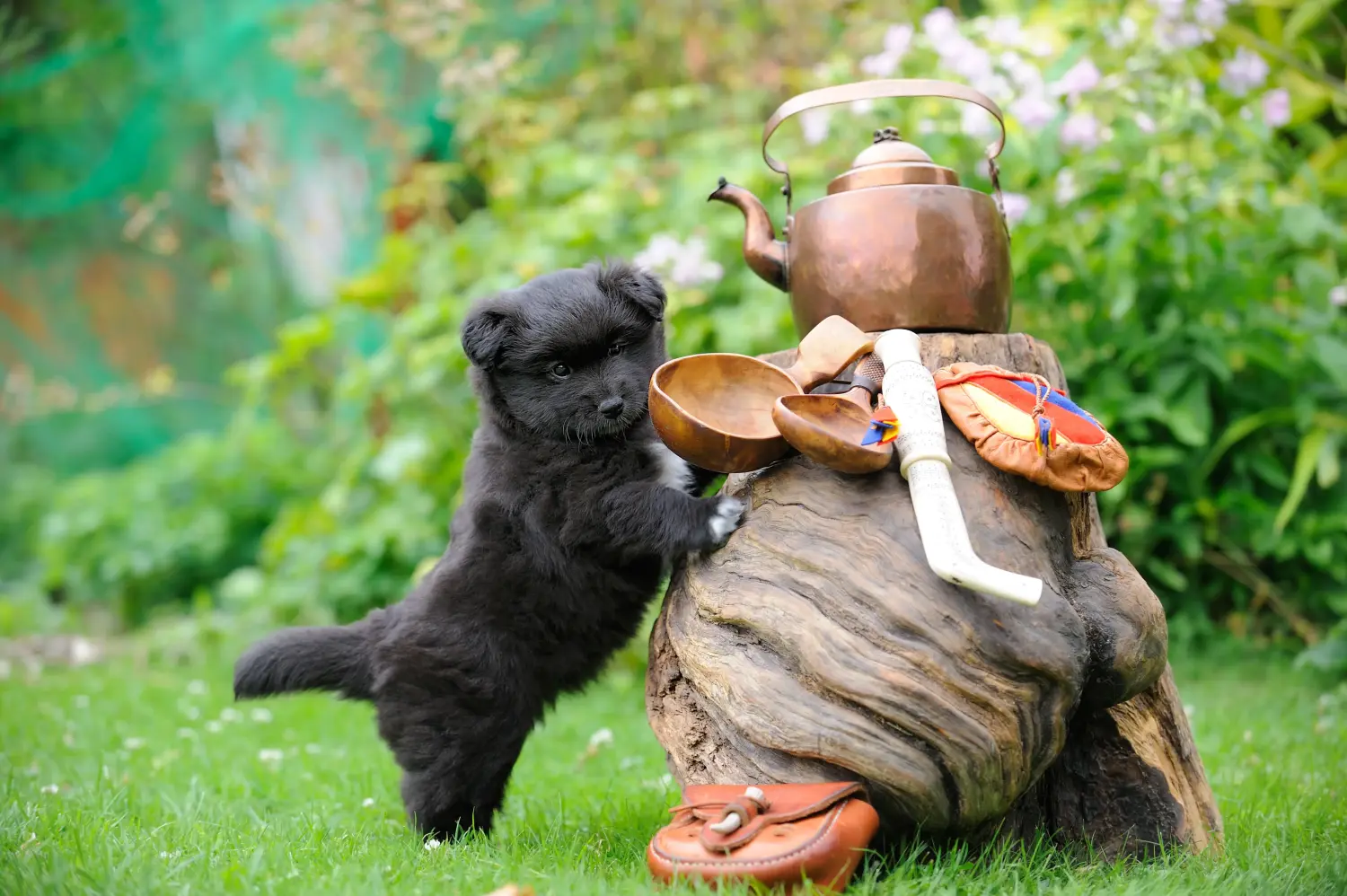 Egy finn lapphund kölyökkutya megvásárlása felelősségvállalást jelent! Vásároljon finn lapphund kiskutyákat.