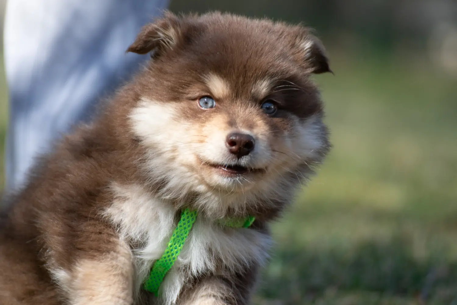 Egy finn lapphund kölyökkutya megvásárlása felelősségvállalást jelent! Vásároljon finn lapphund kiskutyákat.