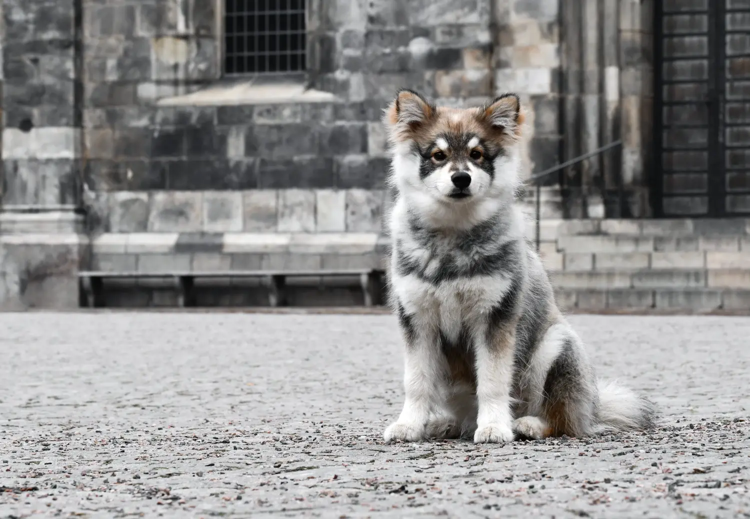Egy finn lapphund kölyökkutya megvásárlása felelősségvállalást jelent! Vásároljon finn lapphund kiskutyákat.