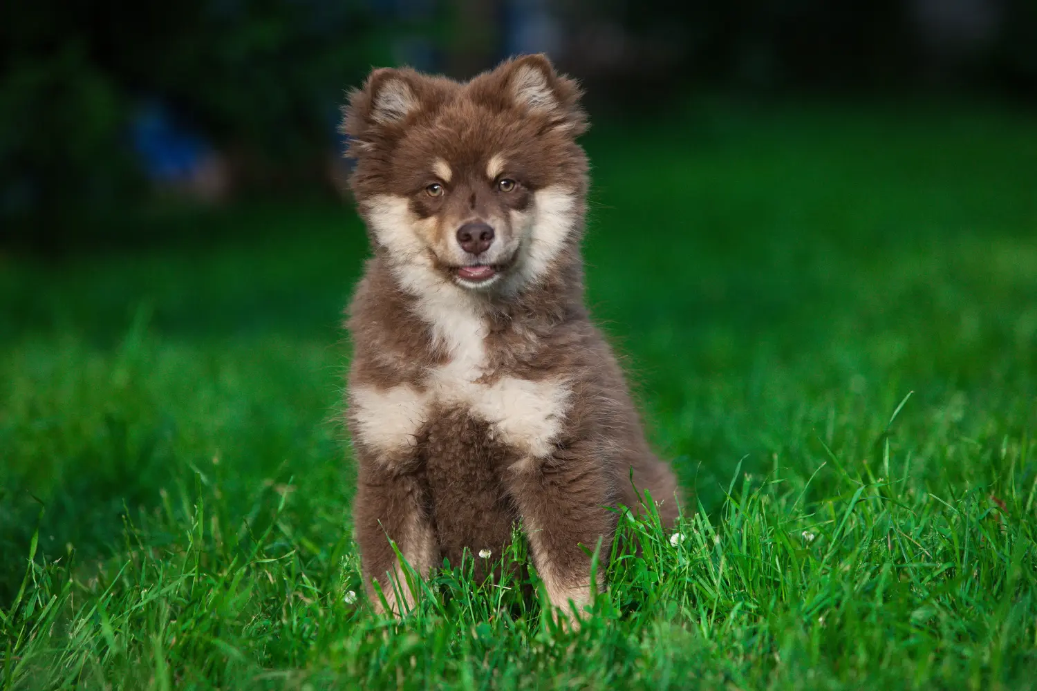 Egy finn lapphund kölyökkutya megvásárlása felelősségvállalást jelent! Vásároljon finn lapphund kiskutyákat.