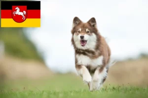 Read more about the article Finn Lapphund tenyésztők és kiskutyák Alsó-Szászországban