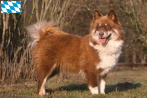Read more about the article Finn Lapphund tenyésztők és kiskutyák Bajorországban