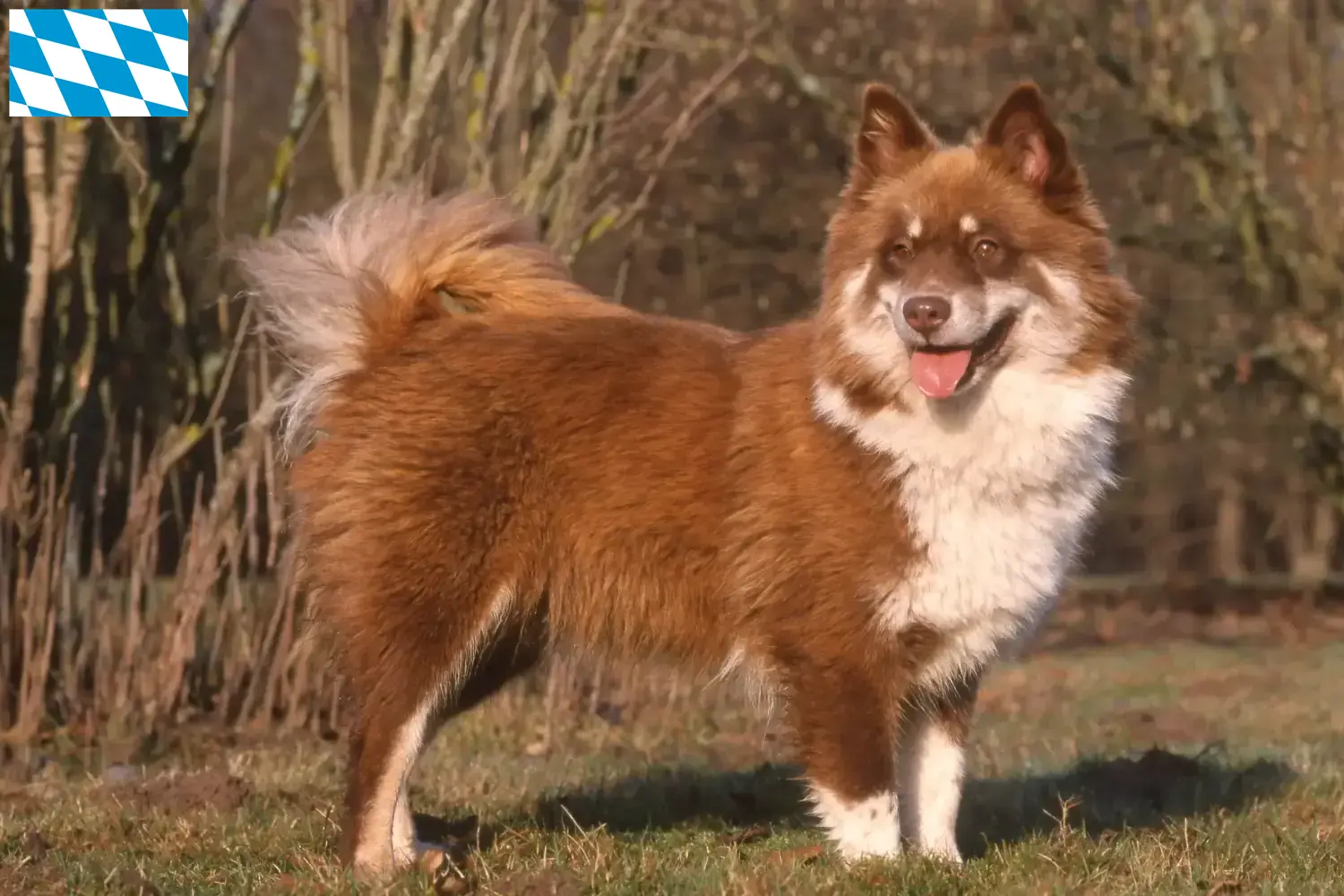 Read more about the article Finn Lapphund tenyésztők és kiskutyák Bajorországban