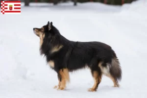 Read more about the article Finn Lapphund tenyésztő és kiskutyák Brémában