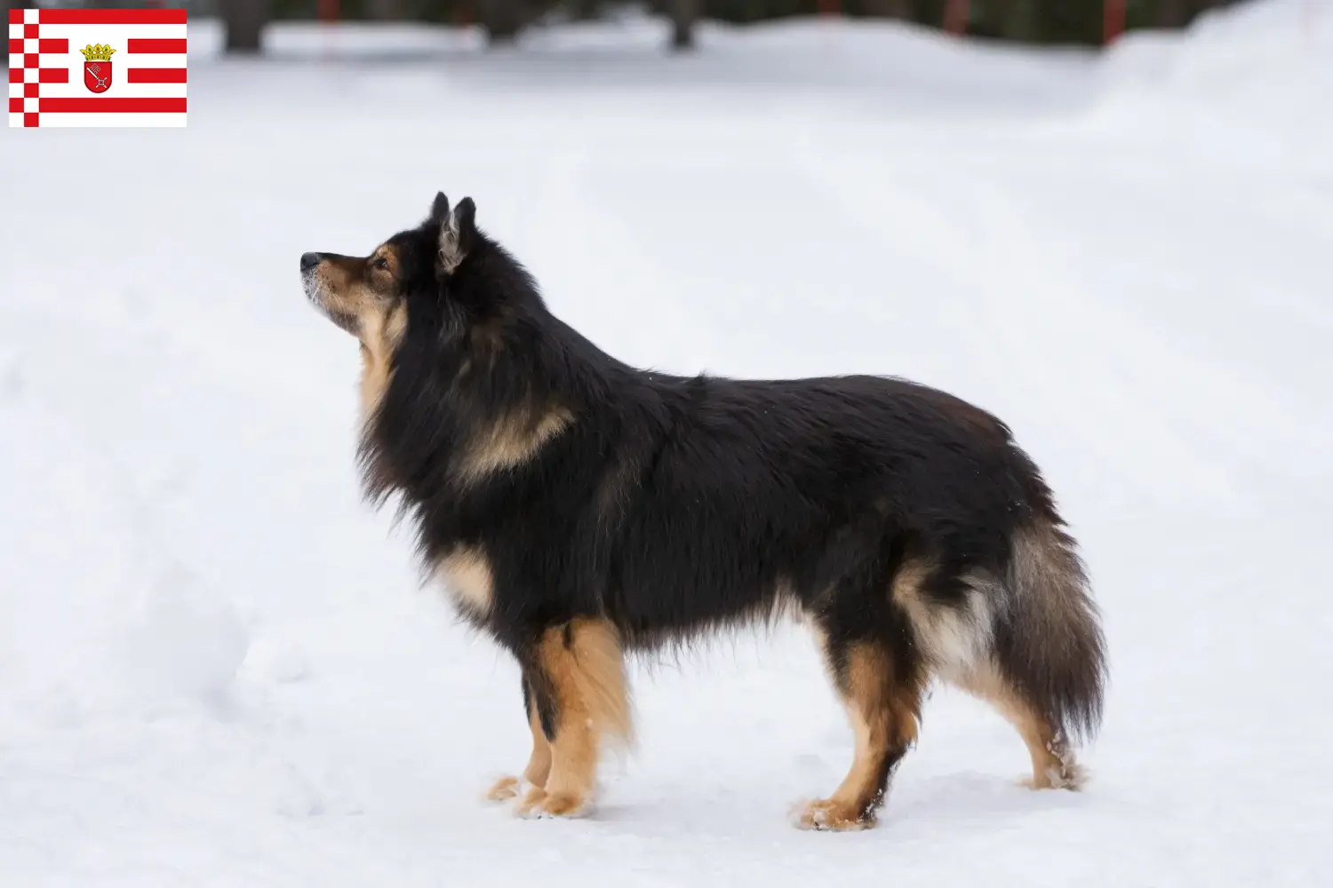 Read more about the article Finn Lapphund tenyésztő és kiskutyák Brémában