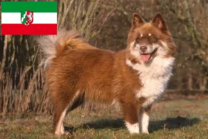 Read more about the article Finn Lapphund tenyésztők és kiskutyák Észak-Rajna-Vesztfália területén