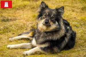 Read more about the article Finn Lapphund tenyésztő és kölykök Hamburgban