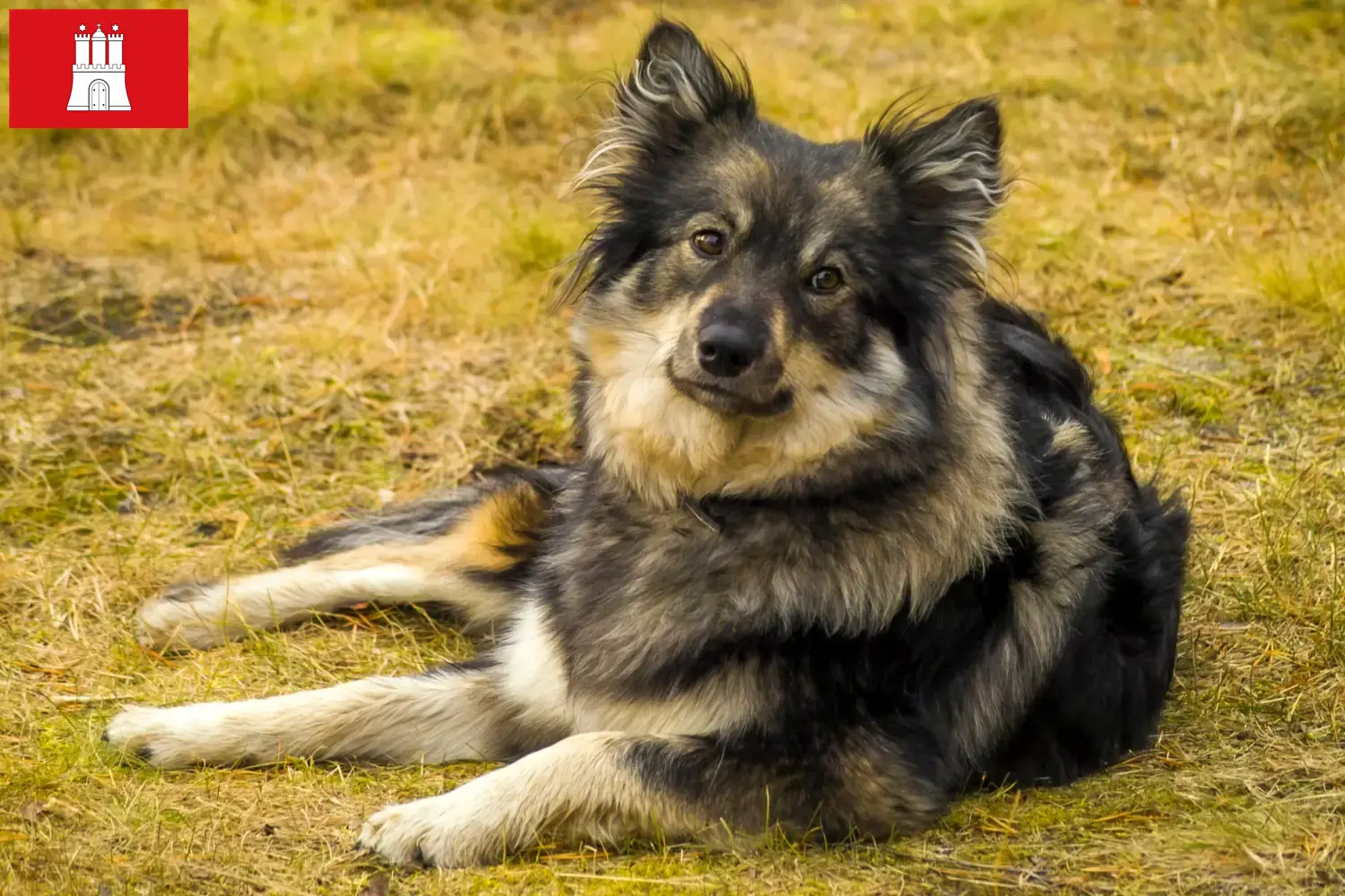 Read more about the article Finn Lapphund tenyésztő és kölykök Hamburgban
