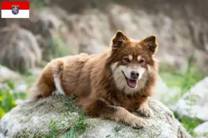 Read more about the article Finn Lapphund tenyésztők és kiskutyák Hessenben