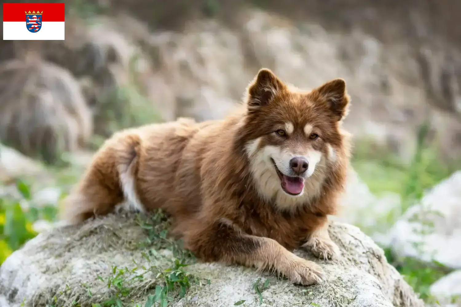 Read more about the article Finn Lapphund tenyésztők és kiskutyák Hessenben