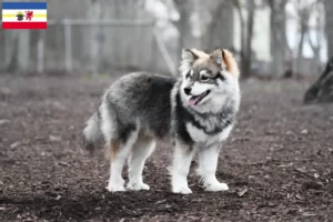 Read more about the article Finn Lapphund tenyésztők és kiskutyák Mecklenburg-Vorpommern területén