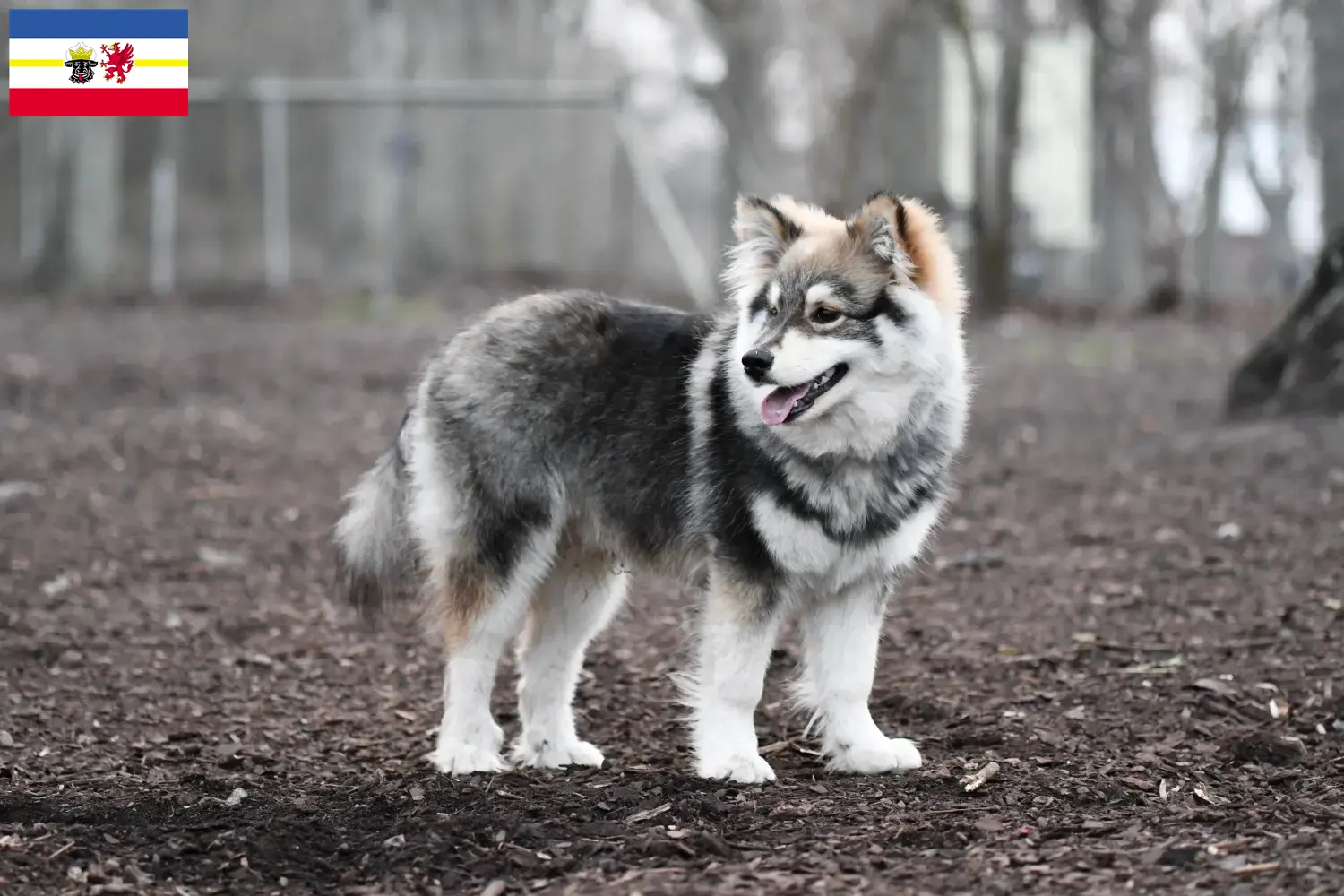 Read more about the article Finn Lapphund tenyésztők és kiskutyák Mecklenburg-Vorpommern területén