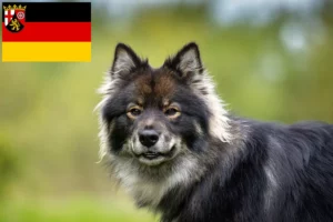 Read more about the article Finn Lapphund tenyésztők és kiskutyák Rajna-vidék-Pfalzban