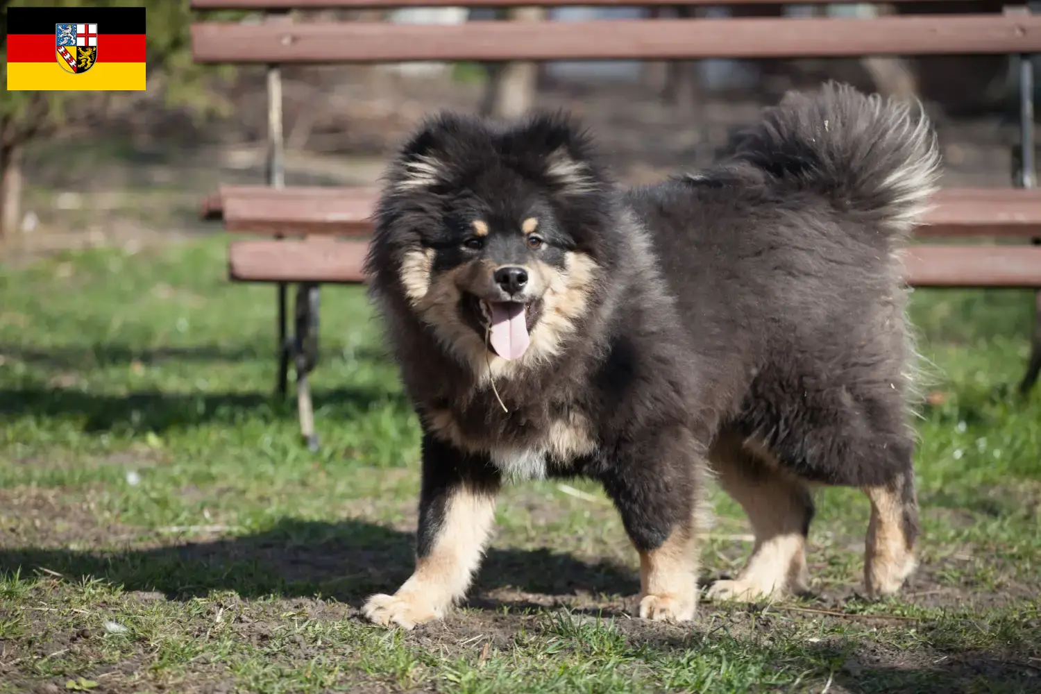 Read more about the article Finn Lapphund tenyésztők és kölykök Saarlandban