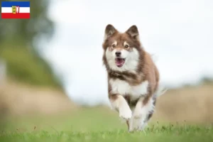Read more about the article Finn Lapphund tenyésztők és kiskutyák Schleswig-Holstein tartományban