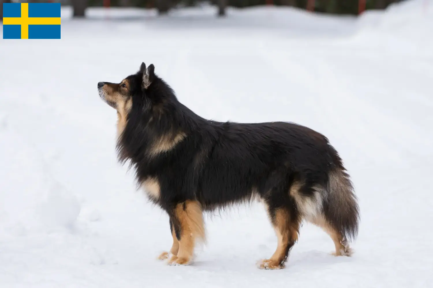 Finn Lapphund kiskutyák és tenyésztők Svédországban Svédországi finn lapphund tenyésztőket itt talál.