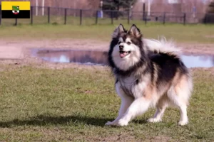 Read more about the article Finn Lapphund tenyésztők és kiskutyák Szász-Anhaltban