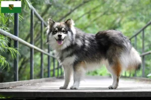 Read more about the article Finn Lapphund tenyésztők és kölykök Szászországban