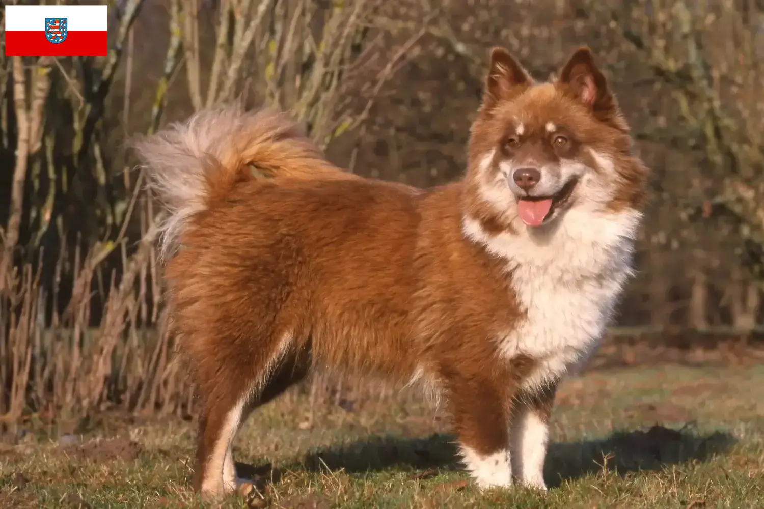 Read more about the article Finn Lapphund tenyésztők és kiskutyák Türingiában