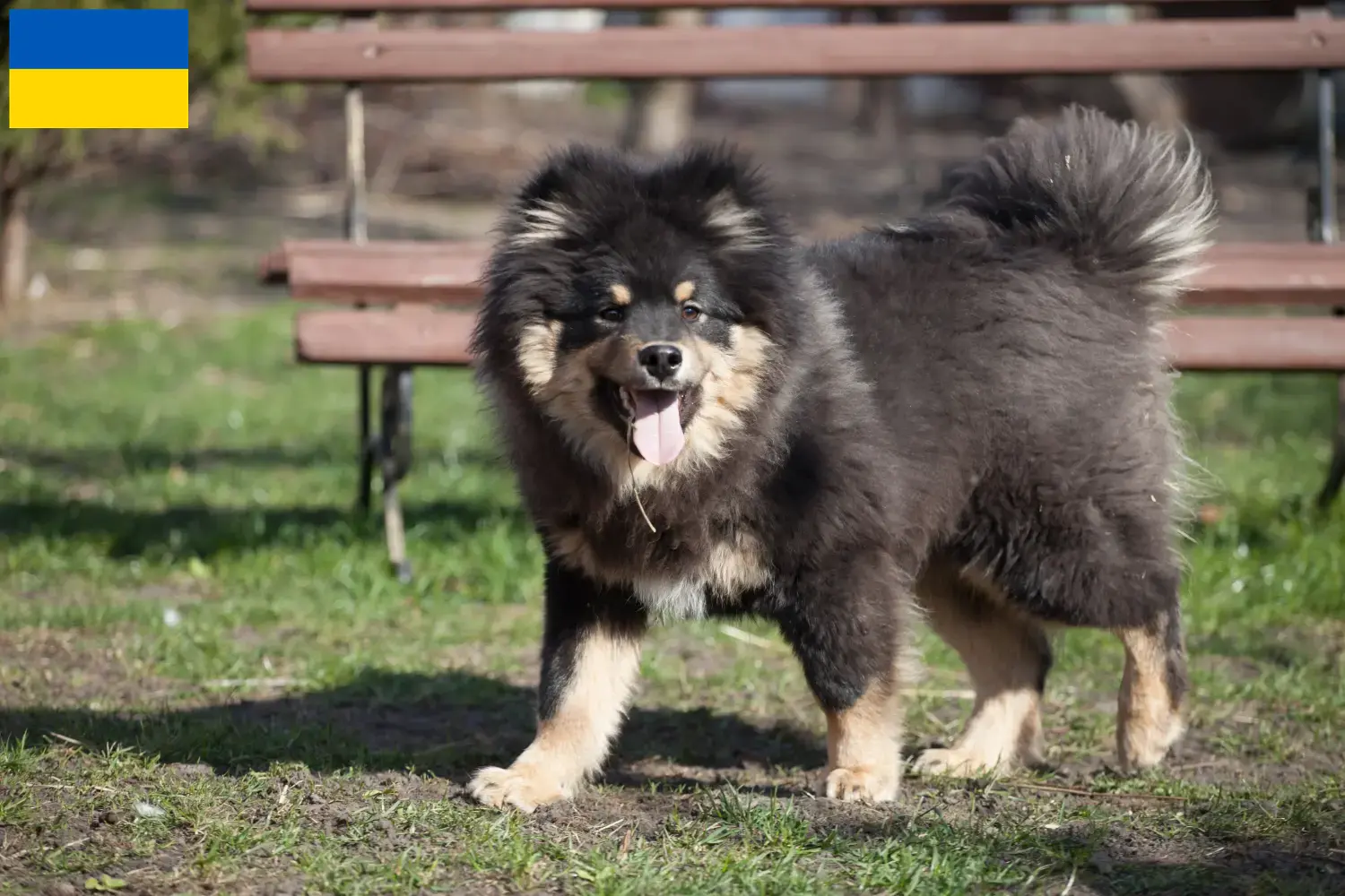 Finn Lapphund kiskutyák és tenyésztők Ukrajna Keresse meg a finn lapphund tenyésztőket Ukrajnában itt.