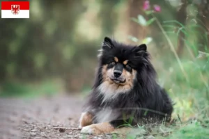 Read more about the article Finn Lapphund tenyésztők és kölykök Brandenburgban