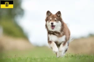Read more about the article Finn Lapphund tenyésztők és kölykök Baden-Württembergben