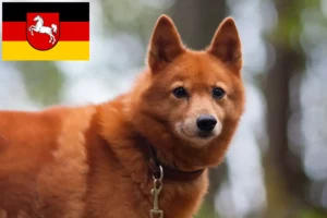 Read more about the article Finnenspitz tenyésztők és kiskutyák Alsó-Szászországban