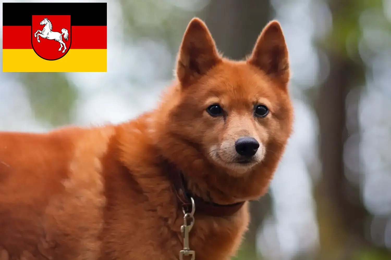 Read more about the article Finnenspitz tenyésztők és kiskutyák Alsó-Szászországban