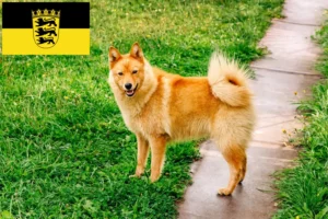 Read more about the article Finnenspitz tenyésztők és kölykök Baden-Württembergben