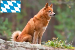 Read more about the article Finnenspitz tenyésztők és kiskutyák Bajorországban