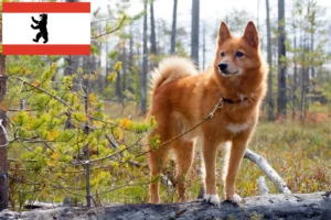 Read more about the article Finnenspitz tenyésztők és kiskutyák Berlinben