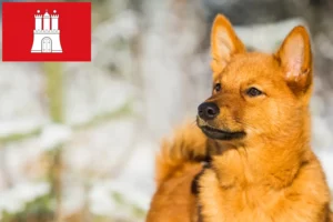Read more about the article Finnenspitz tenyésztők és kölykök Hamburgban