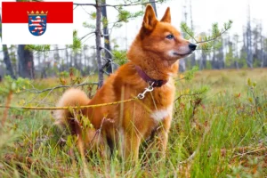 Read more about the article Finnenspitz tenyésztők és kölykök Hessenben