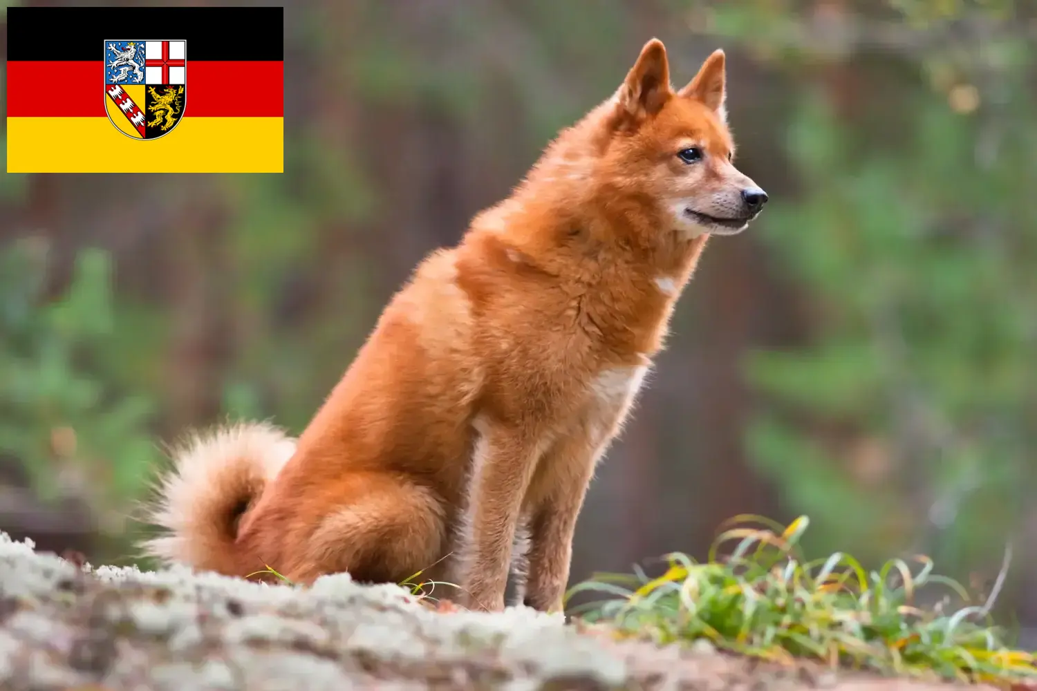 Read more about the article Finnenspitz tenyésztők és kölykök Saarlandban