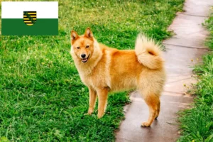 Read more about the article Finnenspitz tenyésztők és kiskutyák Szászországban
