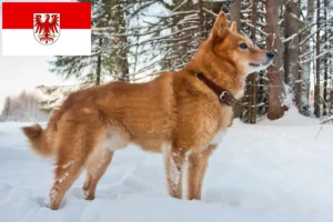Read more about the article Finnenspitz tenyésztők és kölykök Brandenburgban