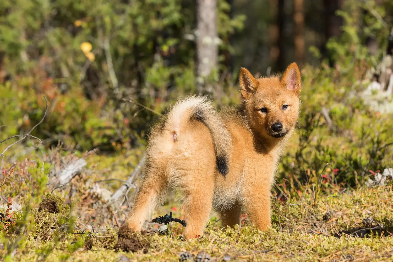Finnspitz kölyökkutya vásárlása felelősségvállalást jelent! Finnspitz kiskutyák vásárlása.