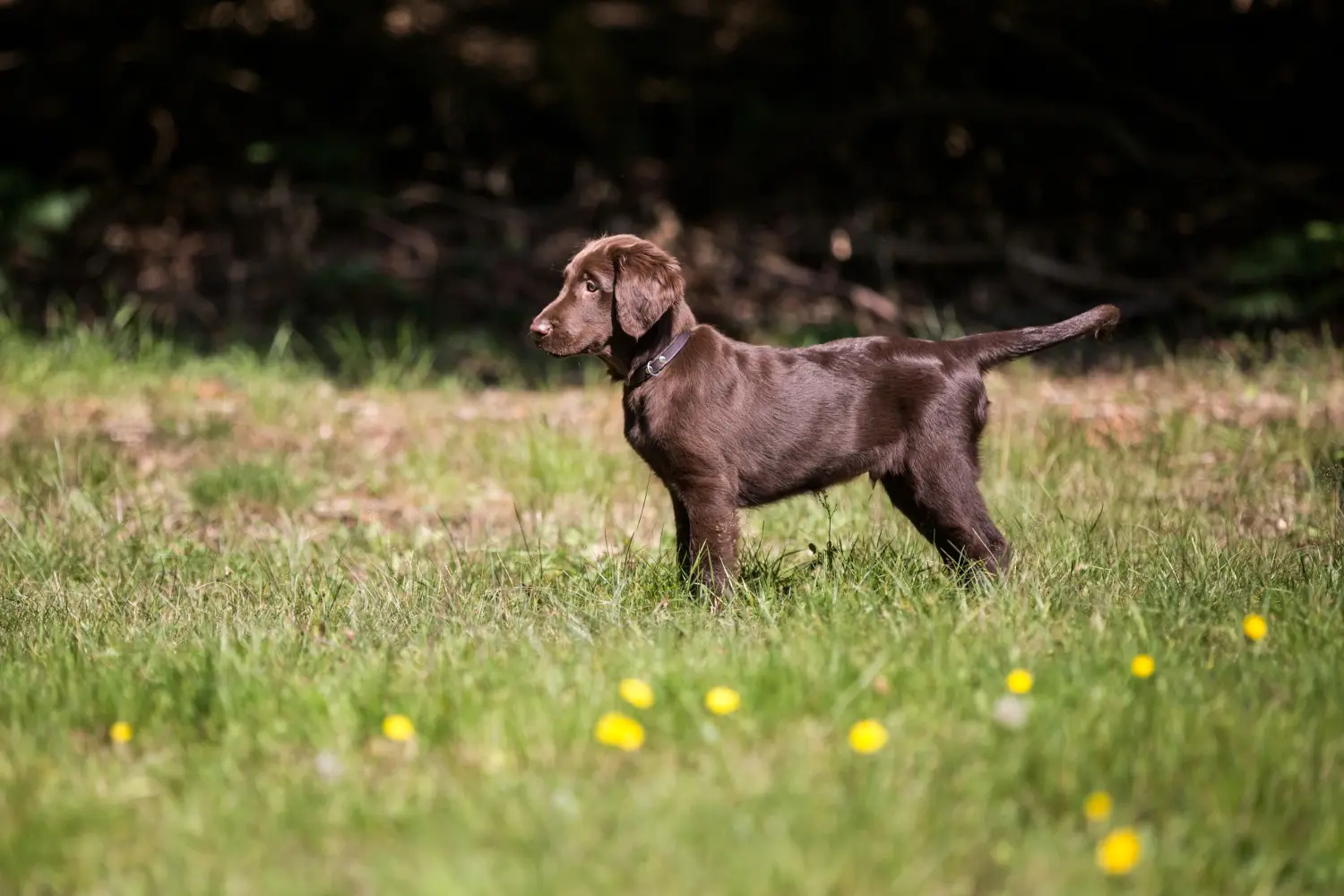 Egy Flat Coated Retriever kiskutya megvásárlása felelősségvállalást jelent! Vásároljon Flat Coated Retriever kiskutyákat.