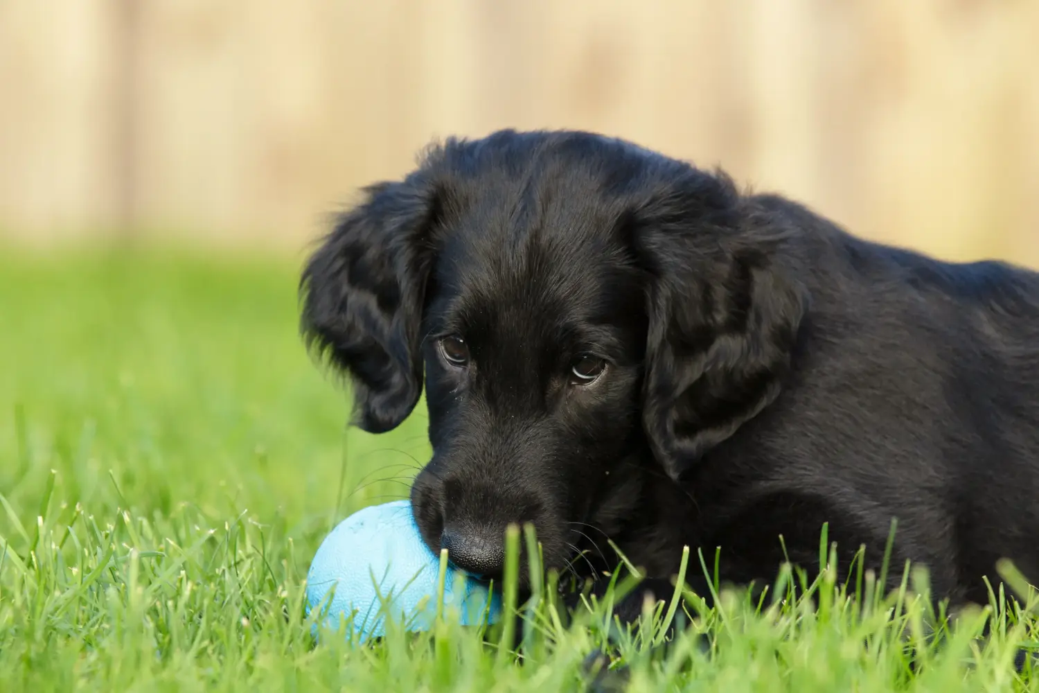 Egy Flat Coated Retriever kiskutya megvásárlása felelősségvállalást jelent! Vásároljon Flat Coated Retriever kiskutyákat.
